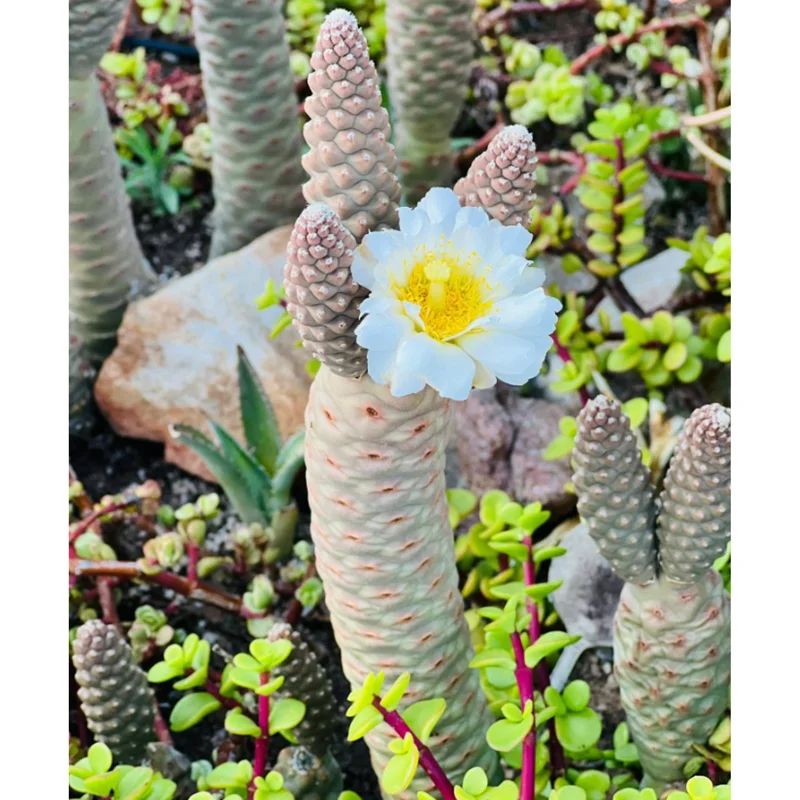 Pine Cone Cactus Live Plant – Tephrocactus Articulatus – 3" Pot – Indoor/Outdoor Pine Cone Cactus Live Plant – Tephrocactus Articulatus – 3" Pot – Indoor/Outdoor - Image 4