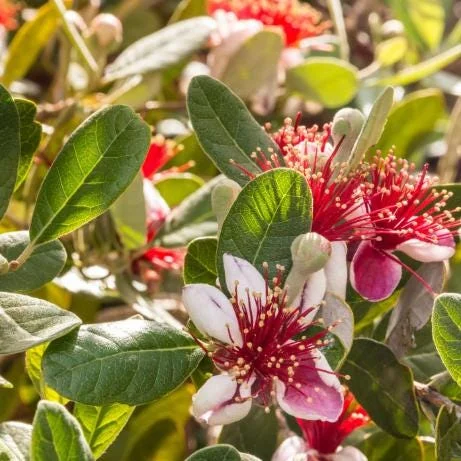 Pineapple Guava Live Plant - Feijoa Sellowiana Fruit Tree, 4-6 Inch Tall Pineapple Guava Live Plant - Feijoa Sellowiana Fruit Tree, 4-6 Inch Tall - Image 2