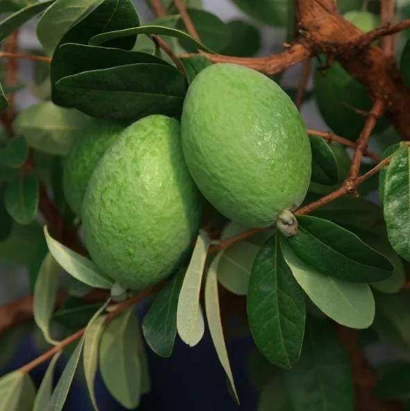Pineapple Guava Live Plant - Feijoa Sellowiana Fruit Tree, 4-6 Inch Tall Pineapple Guava Live Plant - Feijoa Sellowiana Fruit Tree, 4-6 Inch Tall - Image 3