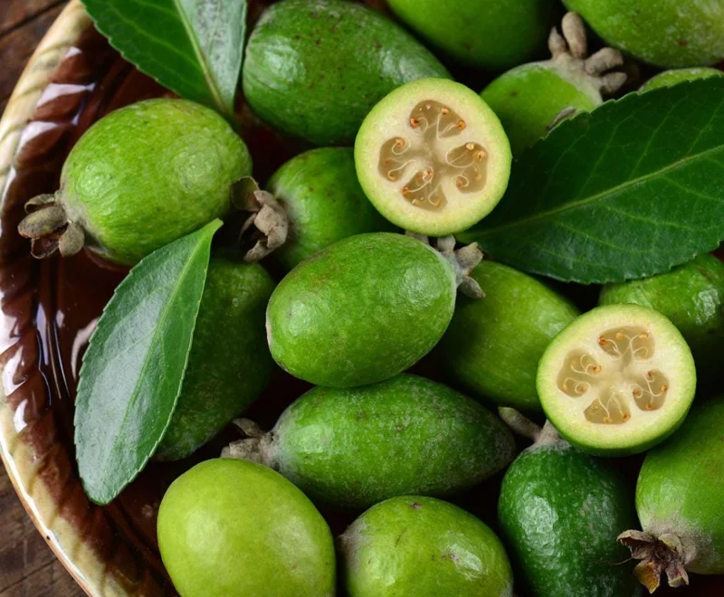 Pineapple Guava Live Plant - Feijoa Sellowiana Fruit Tree, 4-6 Inch Tall Pineapple Guava Live Plant - Feijoa Sellowiana Fruit Tree, 4-6 Inch Tall - Image 1