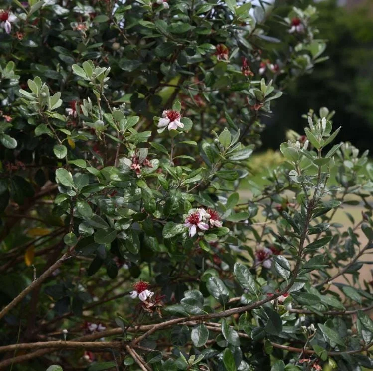 Pineapple Guava Live Plant - Feijoa Sellowiana Fruit Tree, 4-6 Inch Tall Pineapple Guava Live Plant - Feijoa Sellowiana Fruit Tree, 4-6 Inch Tall - Image 4