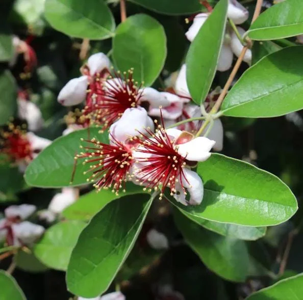 Pineapple Guava Live Plant - Feijoa Sellowiana Fruit Tree, 4-6 Inch Tall Pineapple Guava Live Plant - Feijoa Sellowiana Fruit Tree, 4-6 Inch Tall - Image 5