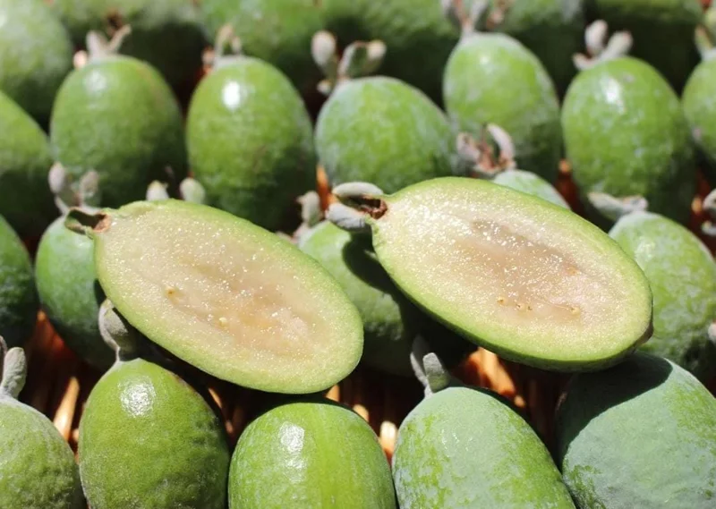 Pineapple Guava Live Plant - Feijoa Sellowiana Fruit Tree, 4-6 Inch Tall Pineapple Guava Live Plant - Feijoa Sellowiana Fruit Tree, 4-6 Inch Tall - Image 6
