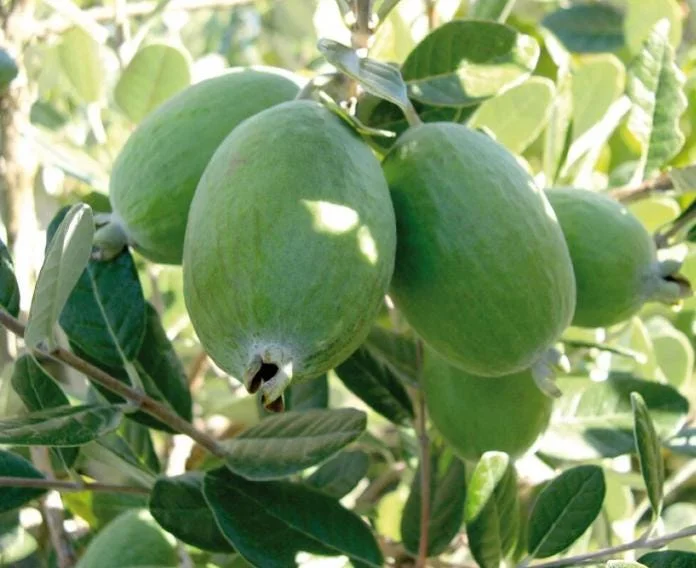 Pineapple Guava Live Plant - Feijoa Sellowiana Fruit Tree, 4-6 Inch Tall Pineapple Guava Live Plant - Feijoa Sellowiana Fruit Tree, 4-6 Inch Tall - Image 7