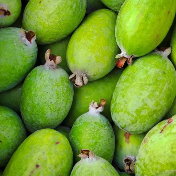 Pineapple Guava Live Plant - Feijoa Sellowiana Fruit Tree, 4-6 Inch Tall Pineapple Guava Live Plant - Feijoa Sellowiana Fruit Tree, 4-6 Inch Tall - Image 8