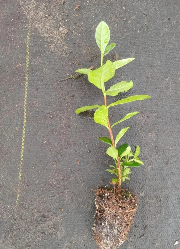 Pineapple Guava Live Plant (Feijoa sellowiana) – Sweet Tropical Fruit Tree Starter 4-7 inch Tall Potted Pineapple Guava Live Plant (Feijoa sellowiana) – Sweet Tropical Fruit Tree Starter 4-7 inch Tall Potted - Image 10