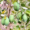 Pineapple Guava Live Plant (Feijoa sellowiana) – Sweet Tropical Fruit Tree Starter 4-7 inch Tall Potted - Image 1