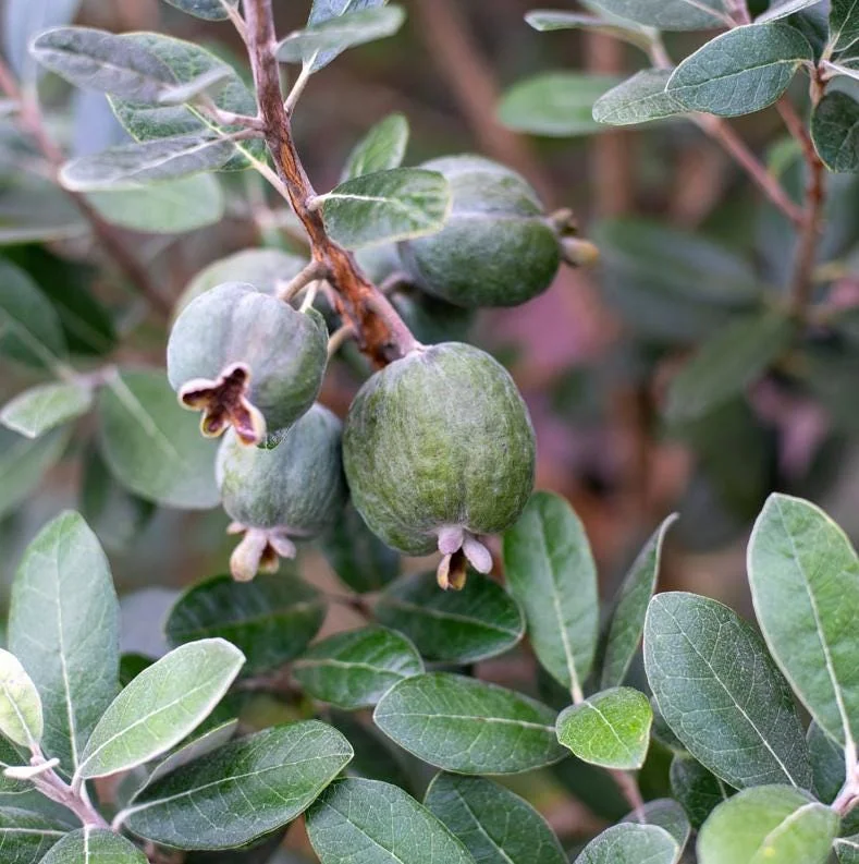Pineapple Guava Live Plant (Feijoa sellowiana) – Sweet Tropical Fruit Tree Starter 4-7 inch Tall Potted Pineapple Guava Live Plant (Feijoa sellowiana) – Sweet Tropical Fruit Tree Starter 4-7 inch Tall Potted - Image 2