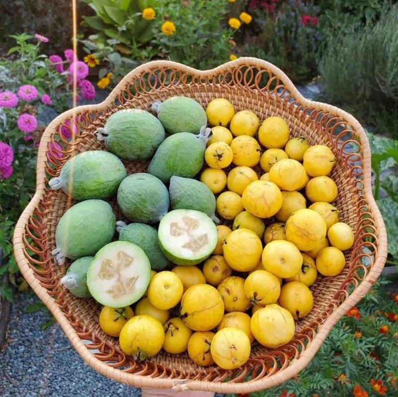 Pineapple Guava Live Plant (Feijoa sellowiana) – Sweet Tropical Fruit Tree Starter 4-7 inch Tall Potted Pineapple Guava Live Plant (Feijoa sellowiana) – Sweet Tropical Fruit Tree Starter 4-7 inch Tall Potted - Image 3