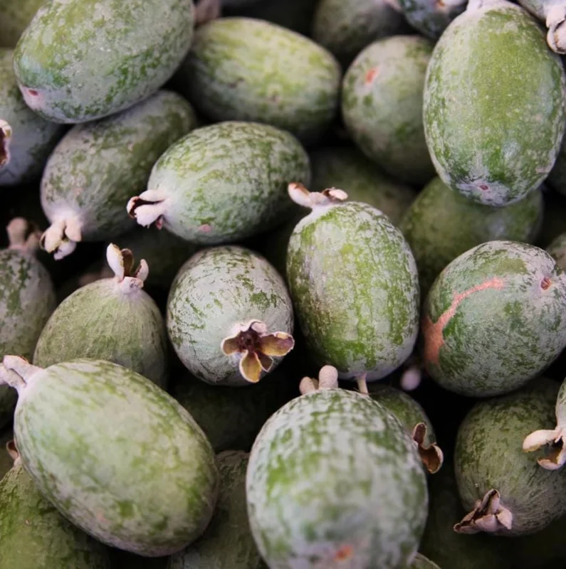 Pineapple Guava Live Plant (Feijoa sellowiana) – Sweet Tropical Fruit Tree Starter 4-7 inch Tall Potted Pineapple Guava Live Plant (Feijoa sellowiana) – Sweet Tropical Fruit Tree Starter 4-7 inch Tall Potted - Image 4