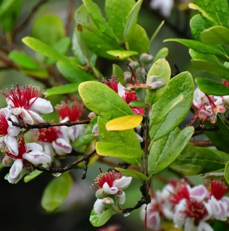 Pineapple Guava Live Plant (Feijoa sellowiana) – Sweet Tropical Fruit Tree Starter 4-7 inch Tall Potted Pineapple Guava Live Plant (Feijoa sellowiana) – Sweet Tropical Fruit Tree Starter 4-7 inch Tall Potted - Image 5