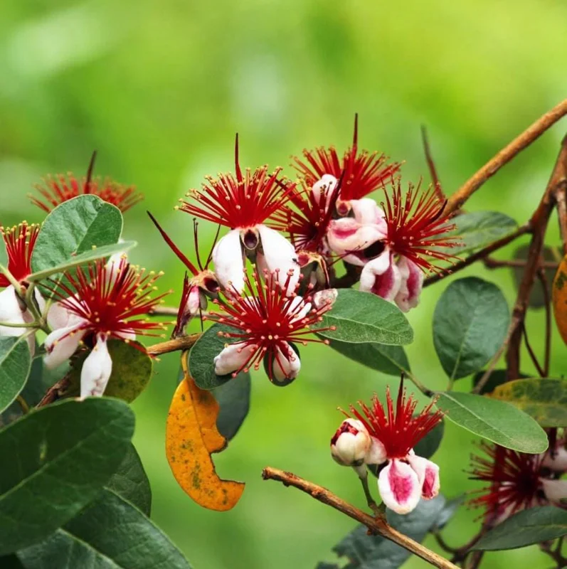Pineapple Guava Live Plant (Feijoa sellowiana) – Sweet Tropical Fruit Tree Starter 4-7 inch Tall Potted Pineapple Guava Live Plant (Feijoa sellowiana) – Sweet Tropical Fruit Tree Starter 4-7 inch Tall Potted - Image 6