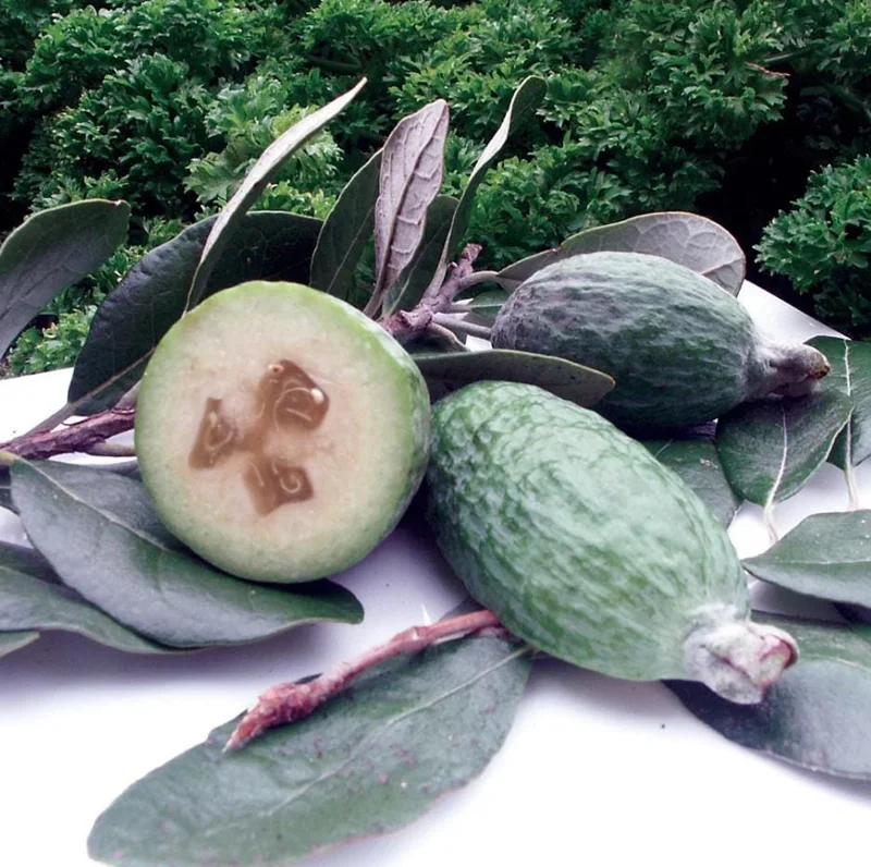 Pineapple Guava Live Plant (Feijoa sellowiana) – Sweet Tropical Fruit Tree Starter 4-7 inch Tall Potted Pineapple Guava Live Plant (Feijoa sellowiana) – Sweet Tropical Fruit Tree Starter 4-7 inch Tall Potted - Image 7