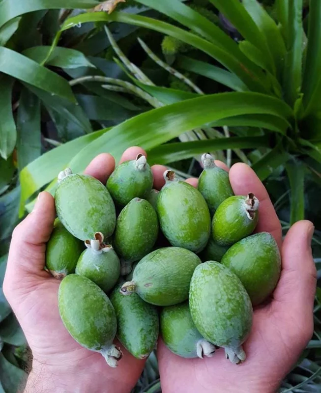 Pineapple Guava Live Plant (Feijoa sellowiana) – Sweet Tropical Fruit Tree Starter 4-7 inch Tall Potted Pineapple Guava Live Plant (Feijoa sellowiana) – Sweet Tropical Fruit Tree Starter 4-7 inch Tall Potted - Image 8