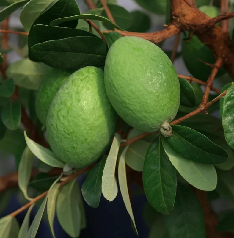 Pineapple Guava Live Plant (Feijoa sellowiana) – Sweet Tropical Fruit Tree Starter 4-7 inch Tall Potted Pineapple Guava Live Plant (Feijoa sellowiana) – Sweet Tropical Fruit Tree Starter 4-7 inch Tall Potted - Image 9