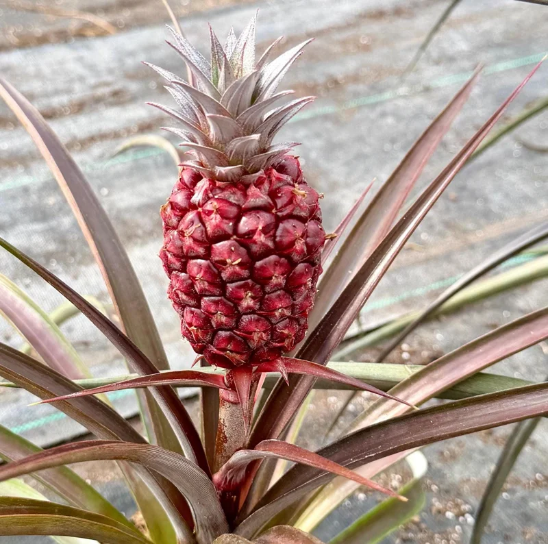 Pineapple Live Plant - Ananas comosus in 6 Inch Pot - Grow Your Own Fruit Pineapple Live Plant - Ananas comosus in 6 Inch Pot - Grow Your Own Fruit - Image 3