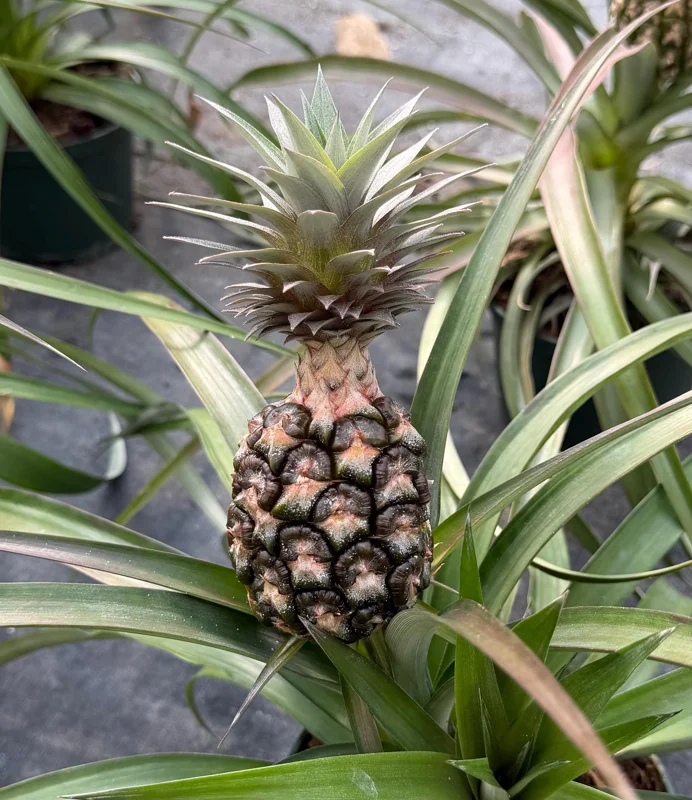 Pineapple Live Plant - Ananas comosus in 6 Inch Pot - Grow Your Own Fruit Pineapple Live Plant - Ananas comosus in 6 Inch Pot - Grow Your Own Fruit - Image 4