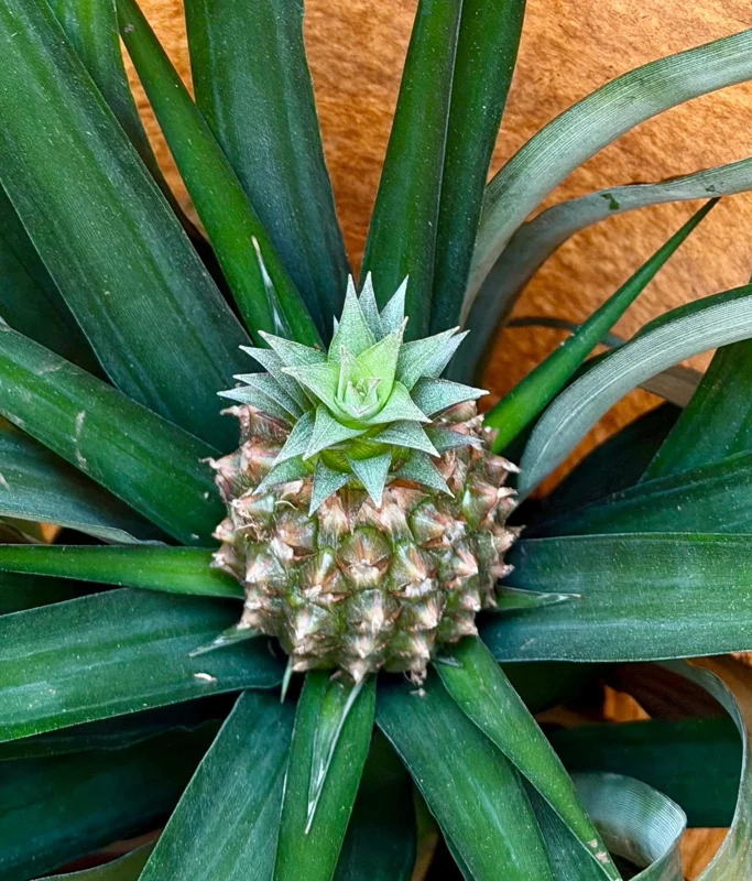 Pineapple Live Plant - Ananas comosus in 6 Inch Pot - Grow Your Own Fruit Pineapple Live Plant - Ananas comosus in 6 Inch Pot - Grow Your Own Fruit - Image 5