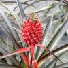 Pineapple Live Plant - Ananas comosus in 6 Inch Pot - Grow Your Own Fruit Pineapple Live Plant - Ananas comosus in 6 Inch Pot - Grow Your Own Fruit - Image 1