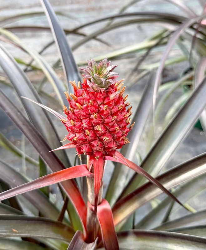 Pineapple Live Plant - Ananas comosus in 6 Inch Pot - Grow Your Own Fruit Pineapple Live Plant - Ananas comosus in 6 Inch Pot - Grow Your Own Fruit - Image 1