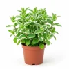 Pineapple Mint Live Plant – Fragrant Variegated Herb – 4-6 Inches Tall – Indoor/Outdoor - Image 1