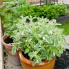 Pineapple Mint Live Plant - Variegated Herb, 4 Inch Pot, Fragrant & Easy Care - Image 1