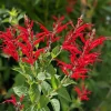 Pineapple Sage Live Plant - Fragrant Herb with Red Flowers - 4 Inch Pot - Image 1