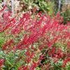 Pineapple Sage Live Plant - Salvia Elegans Bush Sage Starter, 4-6 Inch Tall - Image 1