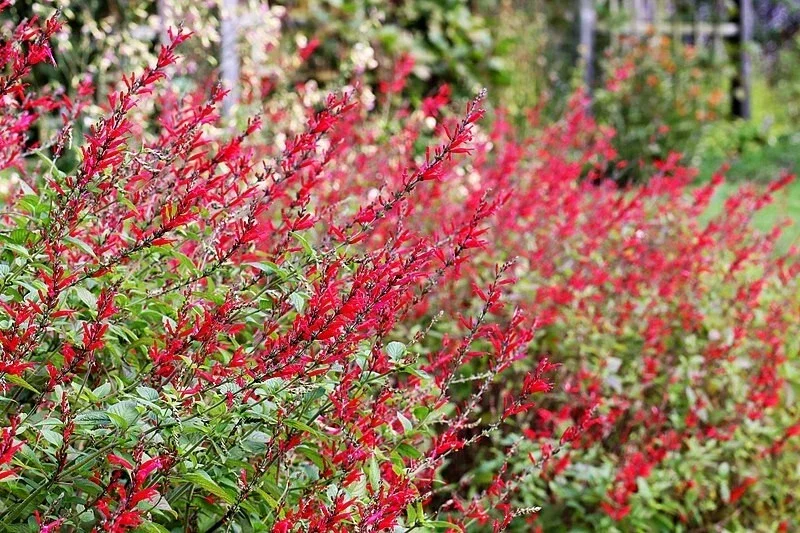 Pineapple Sage Live Plant - Salvia Elegans Bush Sage Starter, 4-6 Inch Tall - Image 1