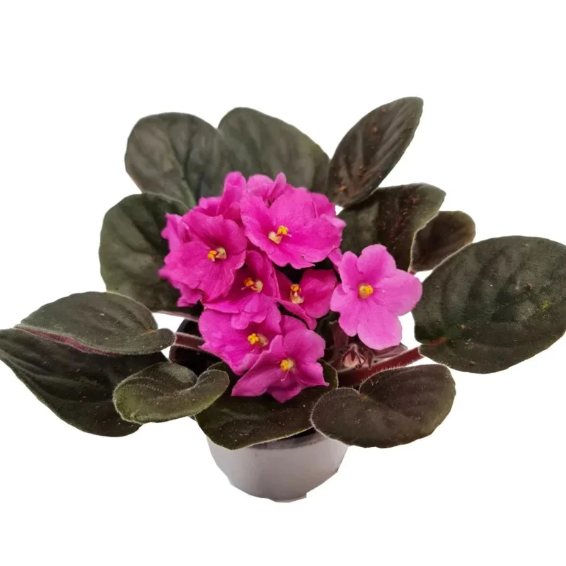 Pink African Violet Live Plant – 4 Inch Pot – Blooming Indoor Houseplant Pink African Violet Live Plant – 4 Inch Pot – Blooming Indoor Houseplant - Image 2