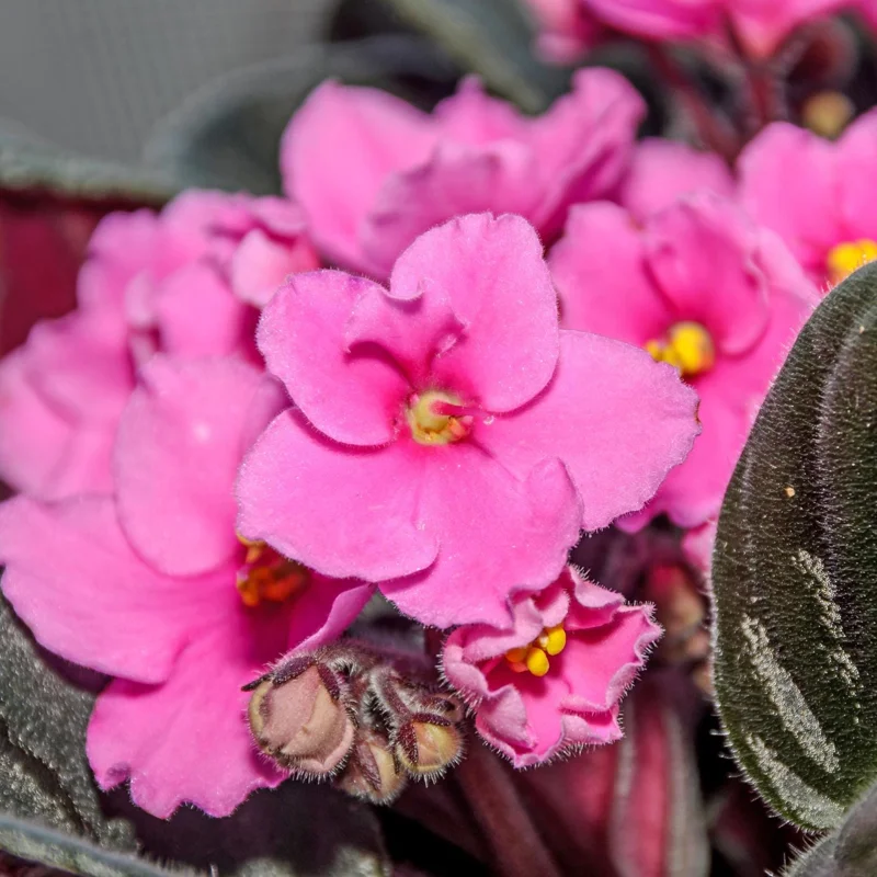 Pink African Violet Live Plant – 4 Inch Pot – Blooming Indoor Houseplant Pink African Violet Live Plant – 4 Inch Pot – Blooming Indoor Houseplant - Image 3