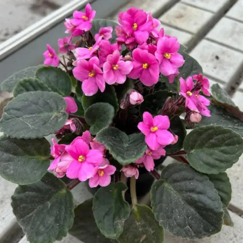 Pink African Violet Live Plant – 4 Inch Pot – Blooming Indoor Houseplant Pink African Violet Live Plant – 4 Inch Pot – Blooming Indoor Houseplant - Image 4