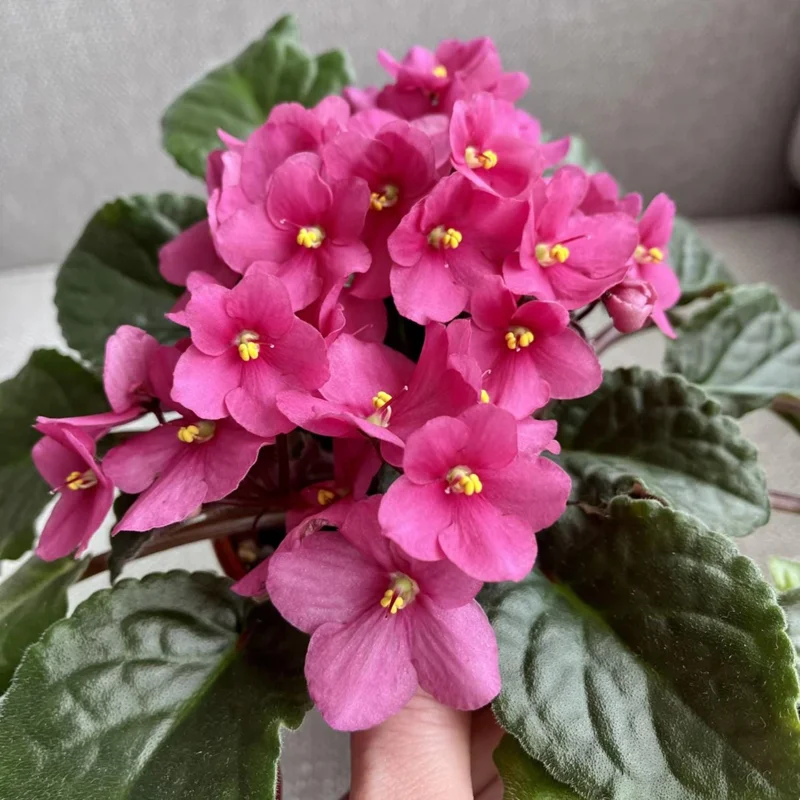 Pink African Violet Live Plant – 4 Inch Pot – Blooming Indoor Houseplant Pink African Violet Live Plant – 4 Inch Pot – Blooming Indoor Houseplant - Image 5