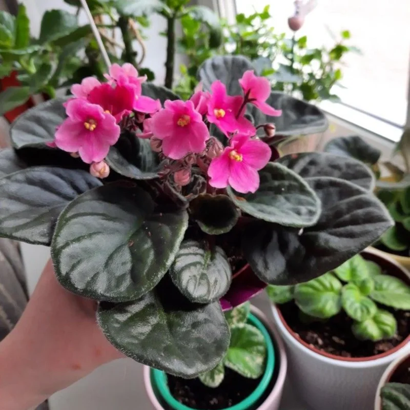 Pink African Violet Live Plant – 4 Inch Pot – Blooming Indoor Houseplant Pink African Violet Live Plant – 4 Inch Pot – Blooming Indoor Houseplant - Image 6