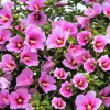 Pink Althea Rose of Sharon Live Plant 2-Pack, Hardy Hibiscus Bare Root 6-12 Inch Tall, Outdoor Shrub Pink Althea Rose of Sharon Live Plant 2-Pack, Hardy Hibiscus Bare Root 6-12 Inch Tall, Outdoor Shrub - Image 1