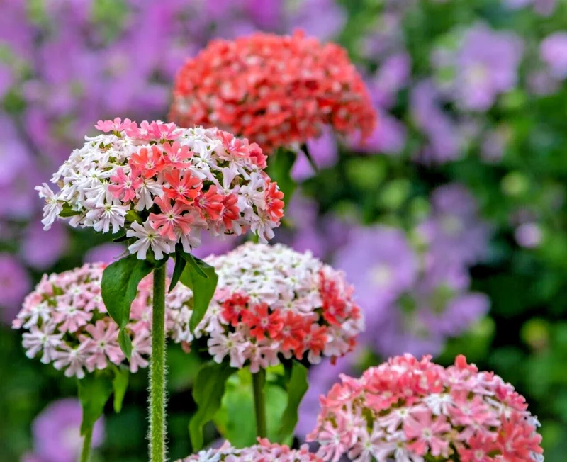 Pink and White Maltese Cross Flower Seeds - Lychnis Chalcedonica - 101 Seeds - Hardy Perennial Outdoor - Image 2