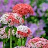 Pink and White Maltese Cross Flower Seeds - Lychnis Chalcedonica - 101 Seeds - Hardy Perennial Outdoor - Image 1