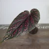 Pink Angelwing Begonia Maculata Live Plant – 2 Inch Pot – Indoor Houseplant - Image 1
