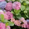 Pink Blue Hydrangea Live Plant – Fragrant Bush – 3-5 Inch Tall – Potted Pink Blue Hydrangea Live Plant – Fragrant Bush – 3-5 Inch Tall – Potted - Image 1