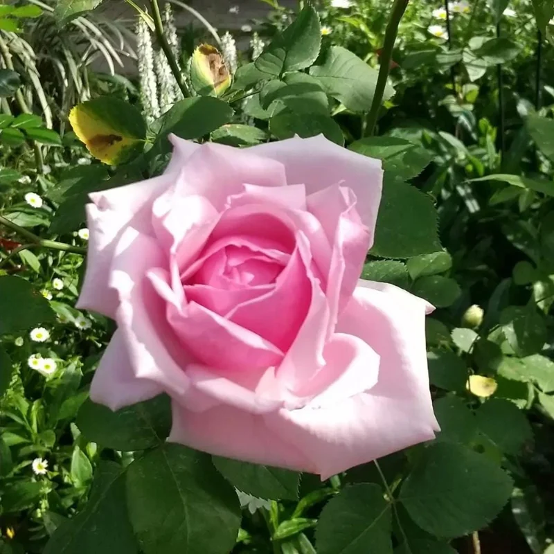 Pink Bush Rose Live Plant – 4-6 Inch Tall – Outdoor Garden & Patio Pink Bush Rose Live Plant – 4-6 Inch Tall – Outdoor Garden & Patio - Image 2