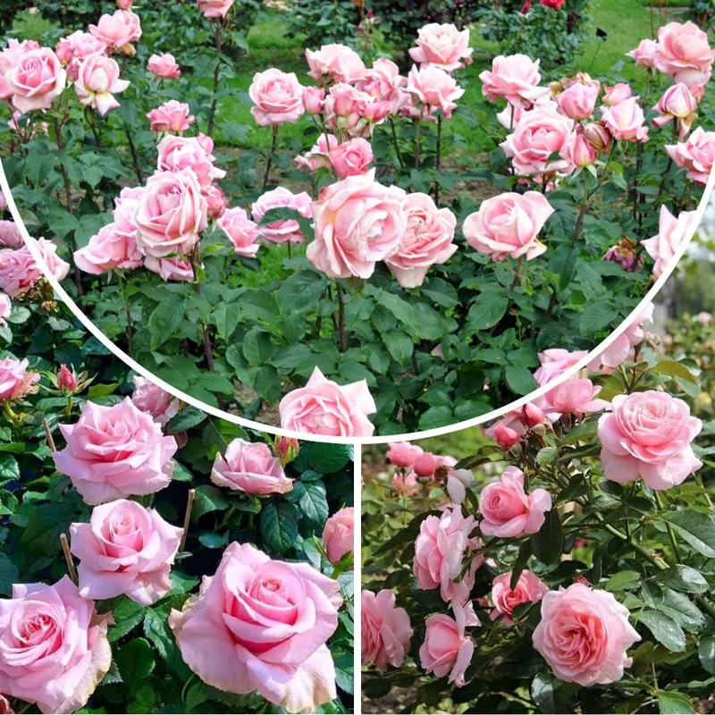 Pink Bush Rose Live Plant – 4-6 Inch Tall – Outdoor Garden & Patio Pink Bush Rose Live Plant – 4-6 Inch Tall – Outdoor Garden & Patio - Image 3