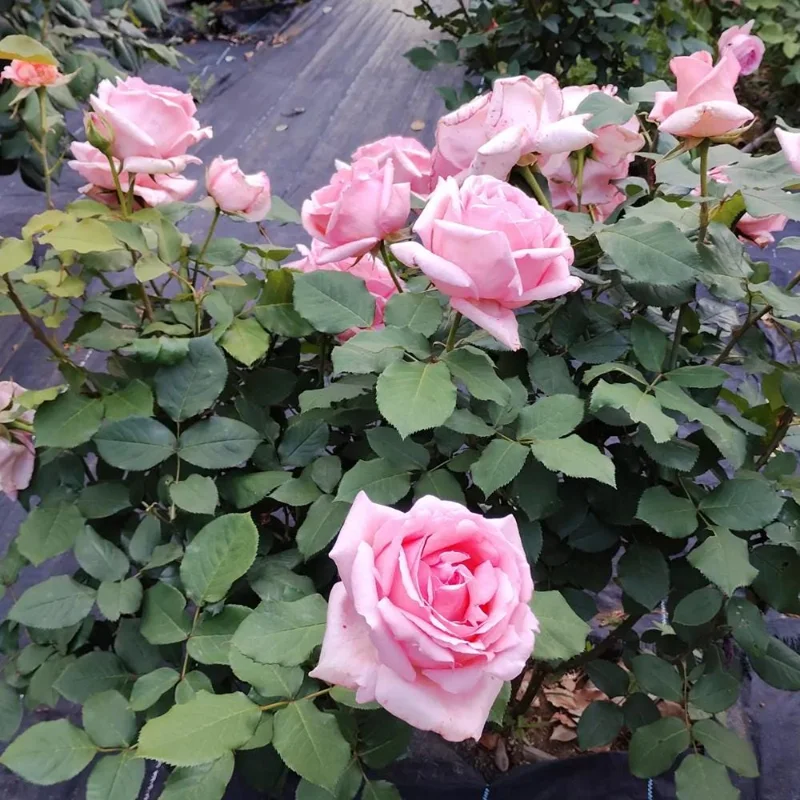 Pink Bush Rose Live Plant – 4-6 Inch Tall – Outdoor Garden & Patio Pink Bush Rose Live Plant – 4-6 Inch Tall – Outdoor Garden & Patio - Image 4