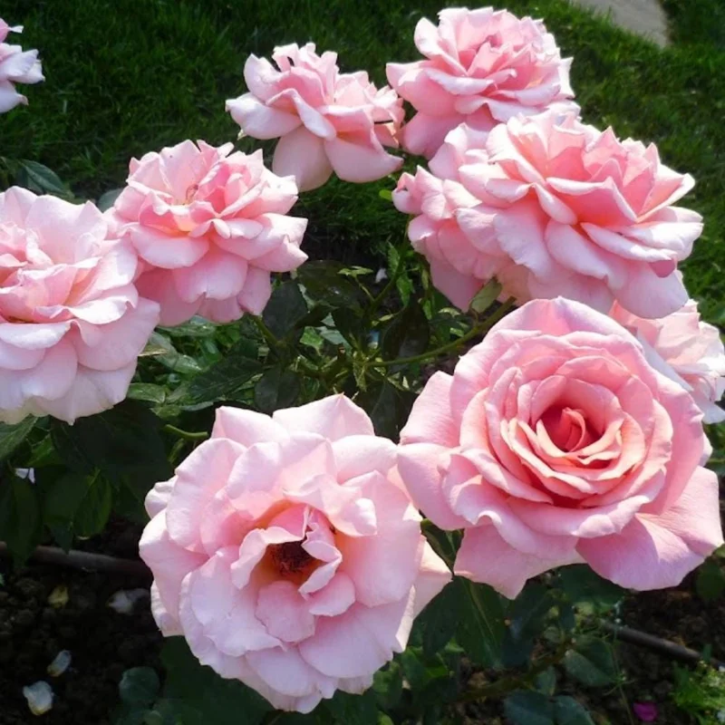 Pink Bush Rose Live Plant – 4-6 Inch Tall – Outdoor Garden & Patio Pink Bush Rose Live Plant – 4-6 Inch Tall – Outdoor Garden & Patio - Image 5