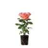 Pink Bush Rose Live Plant – 4-6 Inch Tall – Outdoor Garden & Patio - Image 1