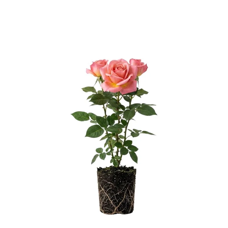 Pink Bush Rose Live Plant – 4-6 Inch Tall – Outdoor Garden & Patio Pink Bush Rose Live Plant – 4-6 Inch Tall – Outdoor Garden & Patio - Image 1