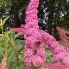 Pink Butterfly Bush Live Plant 5-9 Inch Tall - Buddleia Shrub, Outdoor - Image 1