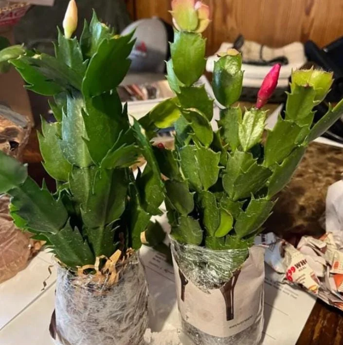 Pink Christmas Cactus Live Plant - 4-6 Inch Holiday Succulent in 3 Inch Pot, Indoor Pink Christmas Cactus Live Plant - 4-6 Inch Holiday Succulent in 3 Inch Pot, Indoor - Image 10