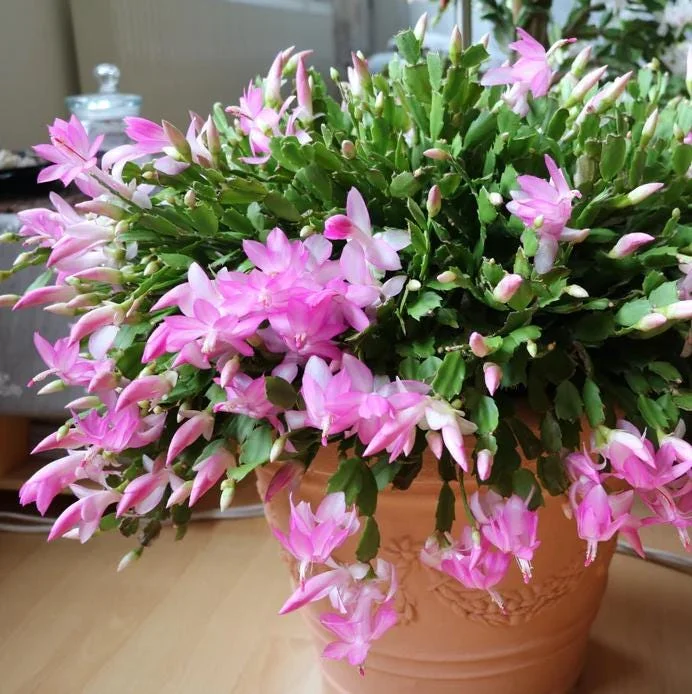 Pink Christmas Cactus Live Plant - 4-6 Inch Holiday Succulent in 3 Inch Pot, Indoor - Image 2