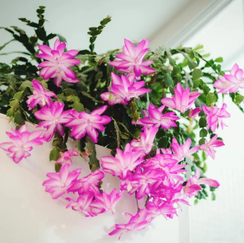 Pink Christmas Cactus Live Plant - 4-6 Inch Holiday Succulent in 3 Inch Pot, Indoor - Image 1