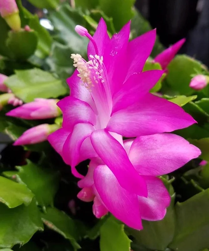 Pink Christmas Cactus Live Plant - 4-6 Inch Holiday Succulent in 3 Inch Pot, Indoor Pink Christmas Cactus Live Plant - 4-6 Inch Holiday Succulent in 3 Inch Pot, Indoor - Image 3